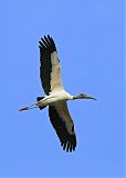 Wood Stork